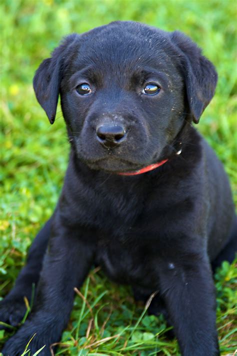 8 week old black labrador